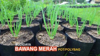 Budidaya-Bawang-Merah