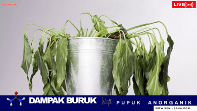 bahaya pupuk anorganik